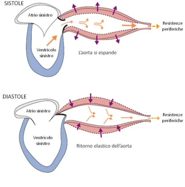 Figura 1. Funzione di “serbatoio” dell’aorta. 