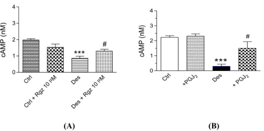 Fig.  19.  Livelli  intracellulari  di  cAMP  dopo  trattamento  con  rosiglitazone  (A)  e    con  PGJ 2   (B)  alla  concentrazione 10 µM per 24 h nelle cellule di controllo (Ctrl) o desensibilizzate (Des)