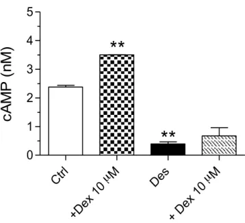 Fig.  21.  Livelli  intracellulari  di  cAMP  nei  controlli  (Ctrl)  o  nelle  cellule  desensibilizzate (Des) con un pre-trattamento di 10 µM di desametasone per 24  h