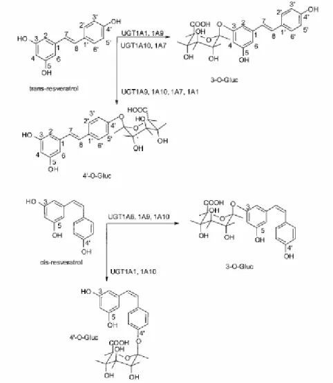 Fig.  4 Regio-  e  stereo-glucuronidazione  di  trans-  e  cis-resveratrolo  nell’uomo:  implicazione  delle  isoforme della UGT