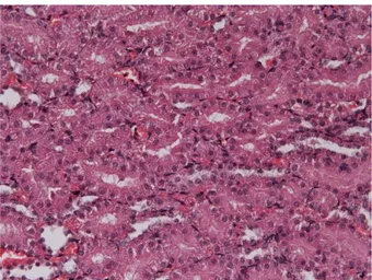 Fig. 8 Cont. 24h  cortico-midollare Ingr.40X            Fig. 9 Cont. 24h midollare Ingr.40X 