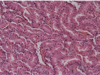 Fig. 12 I/R 24 cortico-midollare. Ingr. 40X      Fig. 13 I/R 24 midollare. Ingr. 40X 