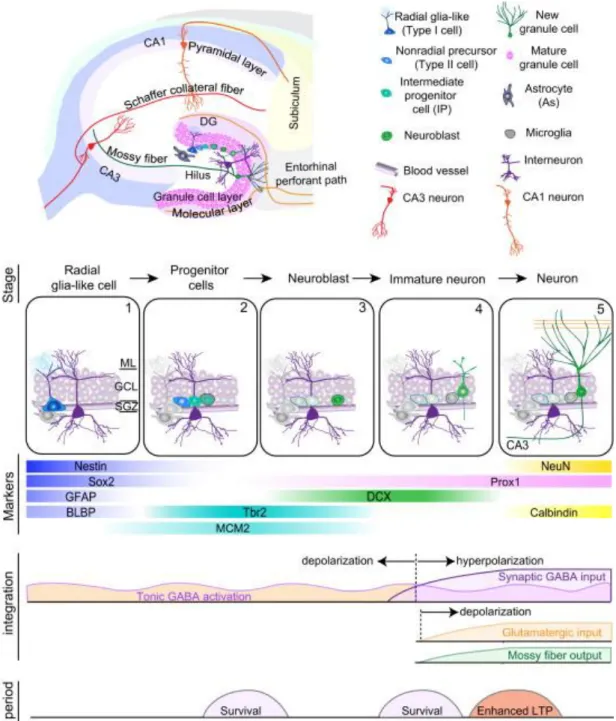 Figure  3.  Adult  neurogenesis  within  the  SGZ.  Summary  of  the  different  stages  of  SGZ  adult  neurogenesis