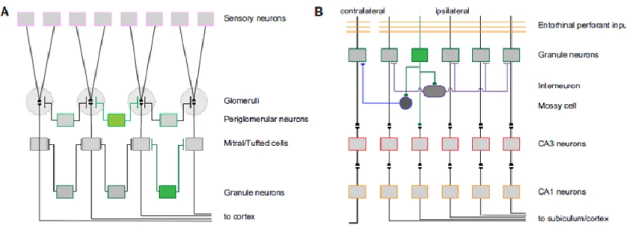 Figure 4. Contribution of newly generated neurons to local circuit plasticity within the two classical  adult neurogenic zones