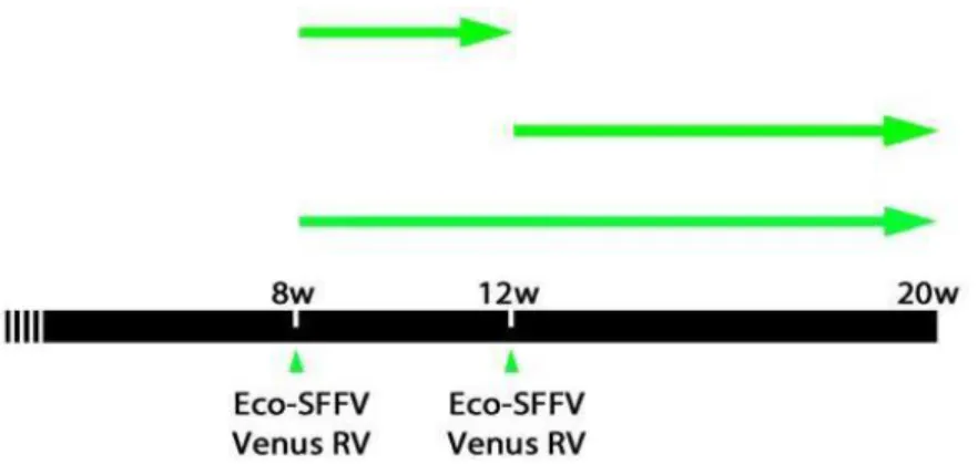 Figure 6. Tracing of hippocampal neurogenesis with retroviral vector Eco-Venus. Different times of  retrovirus injection (8 or 12 weeks after brain homogenate injection) were combined with different times  of animal survival (12 or 20 weeks after brain hom