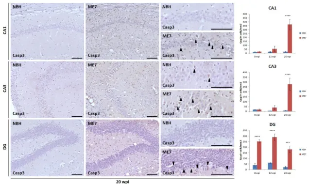 Figure  7.  Early  cell  death  in  the  DG  during  prion  disease.  Immunohistochemical  analysis  of  the  expression of Casp3 in the hippocampal layers CA1 (first row), CA3 (second row) and DG (third row) in  prion  (ME7)  and  control  (NBH)  mice  at