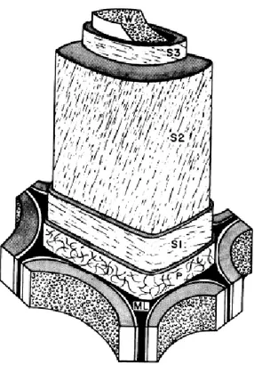 Figura 1.11 Composizione semplificata della parete cellulare: dall'esterno la lamella mediana  (ML), la parete cellulare primaria (P), gli strati della parete cellulare secondaria (S1,S2,S3), lo  strato verrucoso (W) [70] 