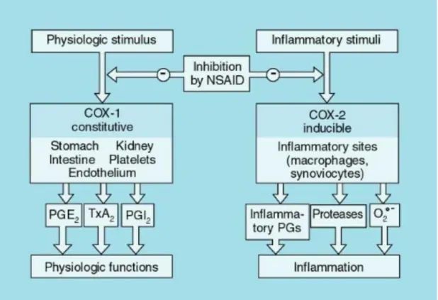 Figura 1: schema di sintesi delle COX, loro principali azioni e sede  d’azione dei FANS