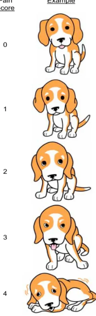Figura 3.3: Canine Simple Descriptive Pain Scale, proposta dalla Colo- Colo-rado State University