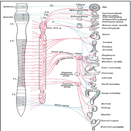 Figura 2.8. Rappresentazione schematica del sistema nervoso autonomo