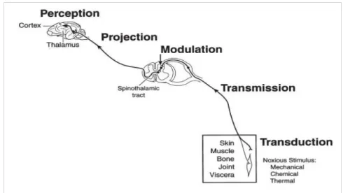 Figura 3.1.: Rappresentazione schematica della trasmissione segnale dolorifico