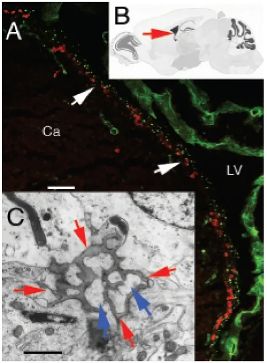 Figure 1 - Fractones are extracellular matrix structures associated with proliferating cells in the  neurogenic zone (neural stem cell niche) of the adult mammalian brain