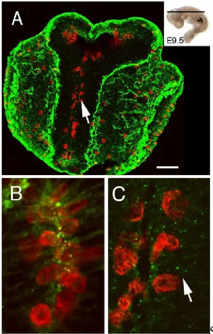 Figure 2 - Characterization of fractones in the mouse neuroepithelium during brain morphogenesis 