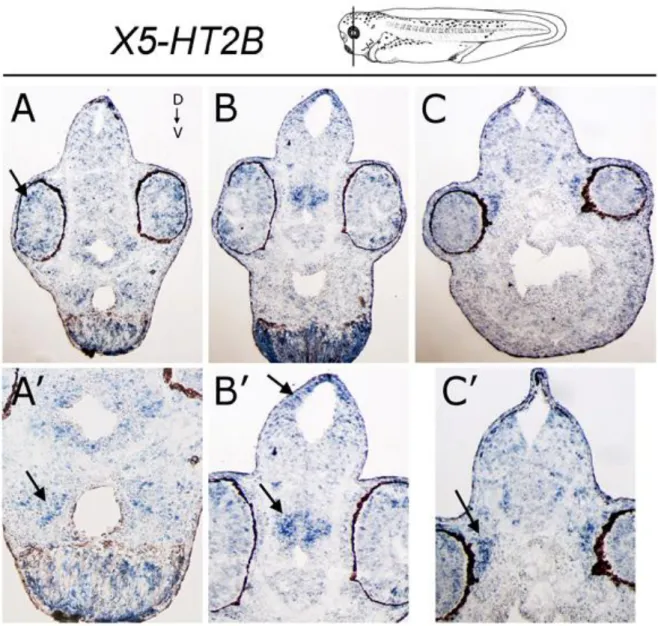 Fig.  1.7  Embrioni di  Xenopus  a stadio  37  processati  per  ibridazione  in  situ  con  la  sonda  complementare  all’mRNA  del  recettore  5-HT2B