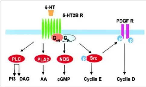 Fig. 1.8: schema delle principali vie di trasduzione del segnale attivate dal legame della serotonina  al recettore 5-HT2B