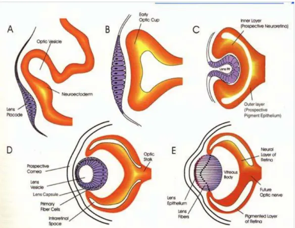 Fig.  1.10 :  schema  dello  sviluppo  dell’occhio  nei  vertebrati.  La  vescicola  ottica  evagina  dal  diencefalo e promuove la formazione del placode della lente (A,B), poi si invagina diventando una  coppa ottica bi stratificata (C,D)