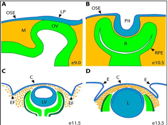 Fig. 1.11: Schematizzazione della morfogenesi del segmento anteriore dell’occhio.  