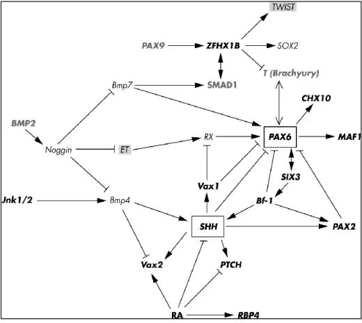 Fig. 1.15.: Coloboma gene network (CGN) model 