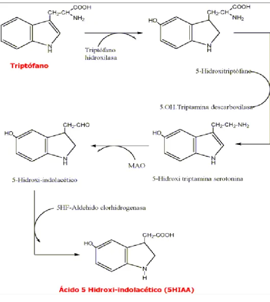 Fig. 1.2: via biosintetica della serotonina.