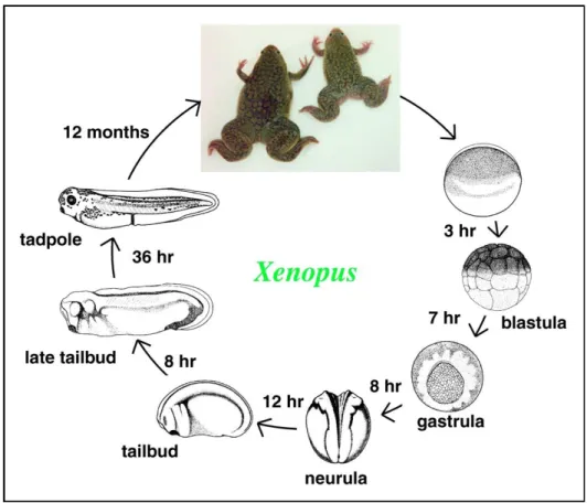 Fig. 1.16: schema dei principali stadi di sviluppo di Xenopus laevis. Da Wolpert et al.,1998