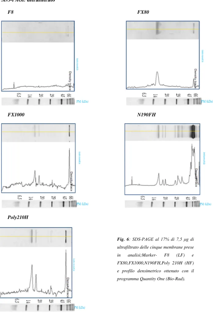 Fig. 6:  SDS-PAGE  al  17%  di  7,5  μg  di  ultrafiltrato delle cinque membrane prese in analisi;Marker- F8 (LF) e FX80,FX1000,N190FH,Poly 210H (HF) e profilo densimetrico ottenuto con il programma Quantity One (Bio-Rad).