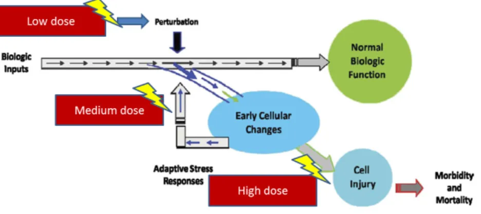 Fig. 2:  Progressive activation of toxicity pathways from perturbation of initial target low dose,  through activation of stress controlling pathways (medium dose), to overtly toxic responses  (high dose)