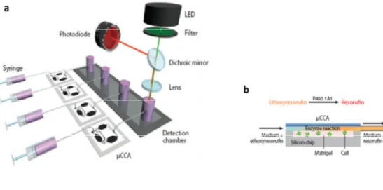 Fig. 3:  Micro cell culture analog (µCCA) connected to an in situ fluorescence optical  detection system (ISFODS)