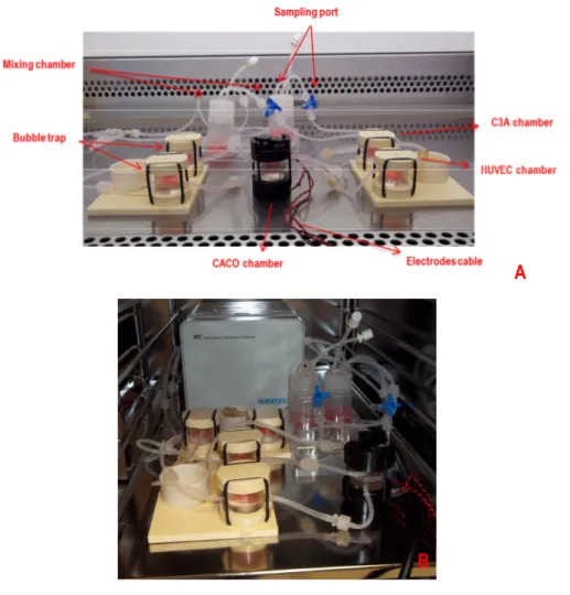 Fig. 13: The final ILT system: complete assembled system (A) and in the incubator  connected to the pump (B)