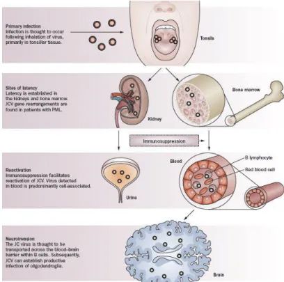 Figure 1.3. Possible mechanism of JCV infection (Nat Rev Neurol,  2010 Nature Publishing Group)