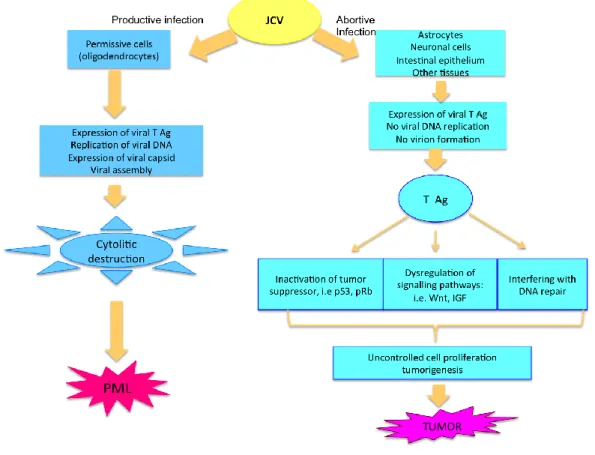 Figure  1.7:  Mechanisms  of  JCV  T-antigen-mediated  cellular  transformation  or  demyelination (adapted from Khalili K et al., 2003) 