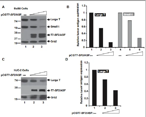 Figure  3.1.  SF2/ASF  inhibits  tumor  antigen  expression  in  JCV-transformed  cell  lines