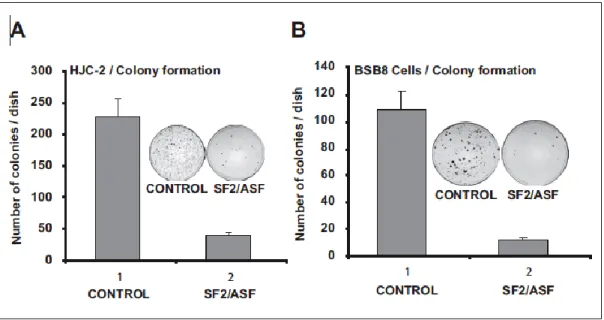 Figure 3.2. Growth inhibition of JCV-transformed tumor cells by SF2/ASF. Colony formation of  HJC-2 and BsB8 cells overexpressing SF2/ASF