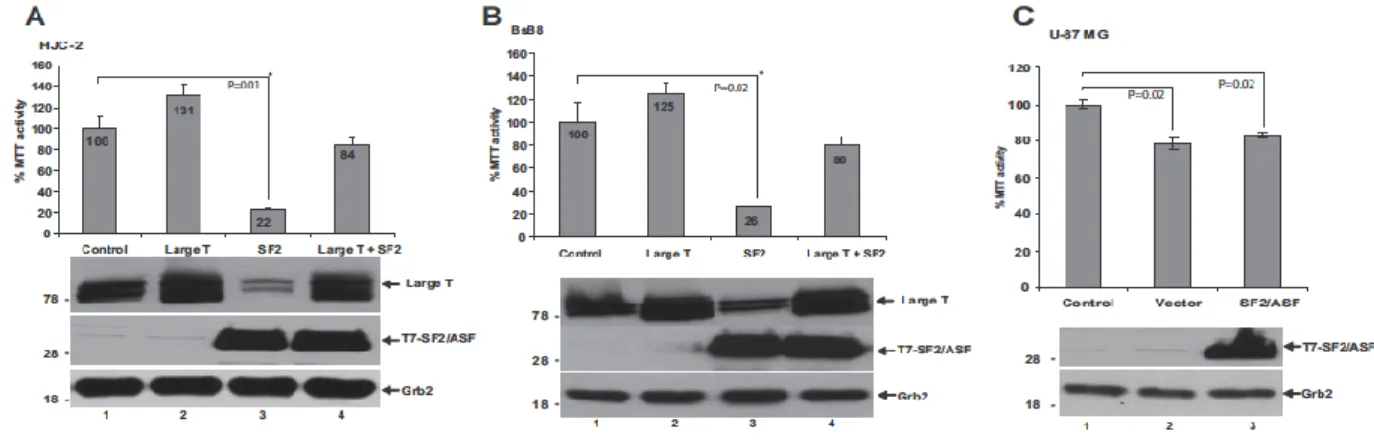 Figure 3.4. SF2/ASF-mediated loss of cell viability and induction of apoptosis in HJC-2 and BsB8  cells