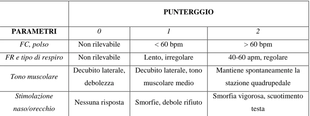 Tabella 5 Punteggio APGAR a 4 parametri. (Martens, 1982; Vaala, 1994) 
