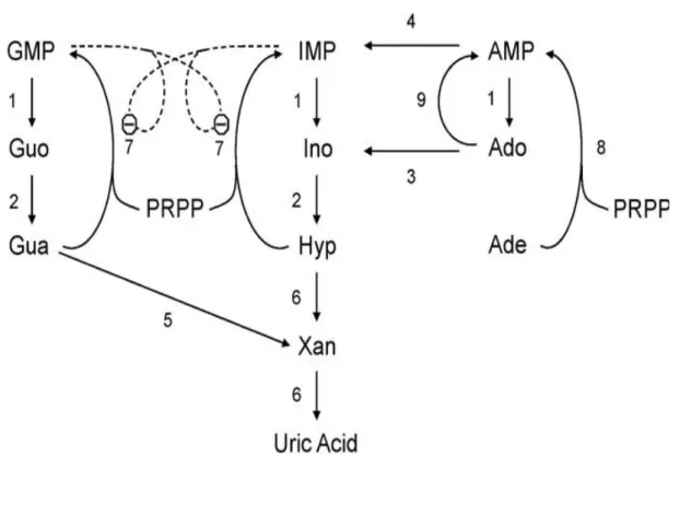Figura  6     Schema   del   catabolismo   e  della   via  di  ricupero  dei   nucleotidi  purinici.