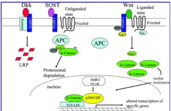 Figura 10. Meccanismo d’azione della sclerostina su Wnt 