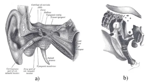 Figure 1.1: A schematic representation of human a) outer and middle ear, b) middle and inner ear (Gray’s anatomy table [3]).