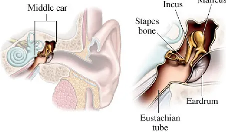 Figure 1.2: Middle ear schemes. (Reprinted with permission from http://hearingaidscentral.com/howtheearworks.asp)