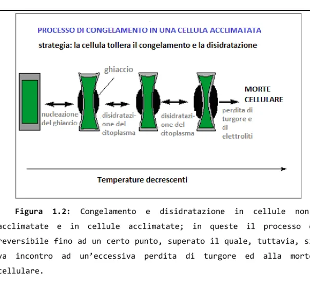 Figura  1.2:  Congelamento  e  disidratazione  in  cellule  non- non-acclimatate  e  in  cellule  non-acclimatate;  in  queste  il  processo  è  reversibile fino ad un certo punto, superato il quale, tuttavia, si  va  incontro  ad  un’eccessiva  perdita  d