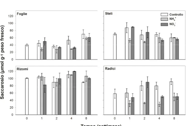 Fig. 4.3 Andamento nel tempo della concentrazione di saccarosio  nelle foglie, negli steli, nei rizomi e nelle radici delle tre tesi  di Cynodon