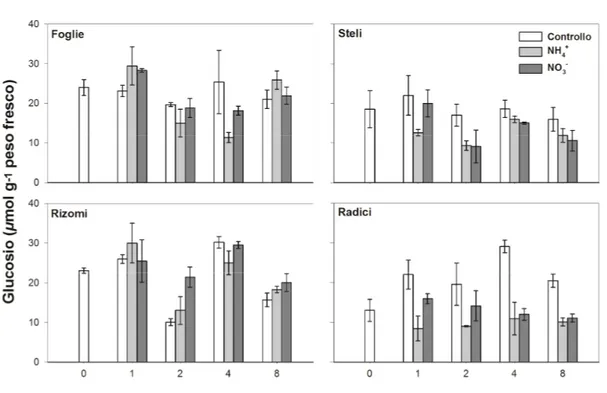 Fig.  4.5  Andamento  nel  tempo  della  concentrazione  di  glucosio  nelle foglie, negli steli, nei rizomi e nelle radici delle tre tesi  di Cynodon