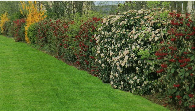 Figura 3-11: esempio di siepe mista semi libera viburnum tinus, cotone aster lacteus, forsythia