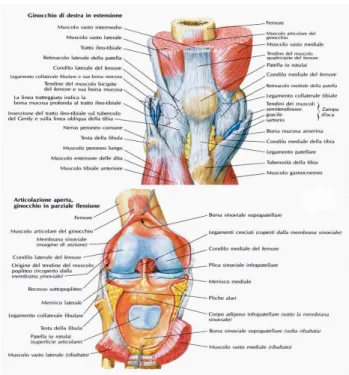 Fig. 2: compartimento anteriore del ginocchio [13] 