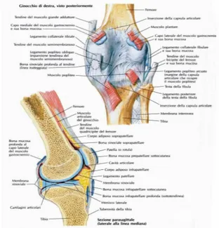 Fig. 3: compartimento posteriore del ginocchio [13]