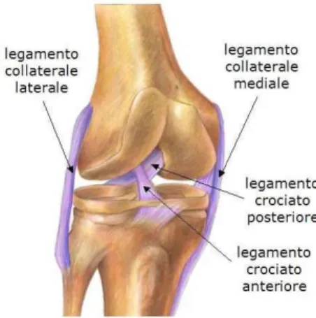 Fig  4: legamenti crociato anteriore e posteriore del ginocchio [54] 