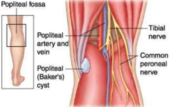Fig n.7: vascolarizzazione ed innervazione del ginocchio.[47]