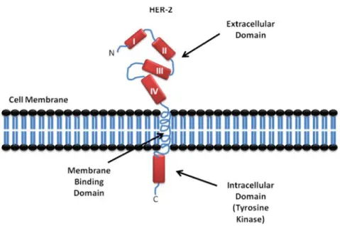 Figure 2: HER-2 structure consists of 3 major regions, Tyrosine Kinase  domain in the  intracellular  side,  membrane  binding  helix  domain  and  the  extracullar  region (ECD) which is consisting of 4 domains, I, II, III and IV.