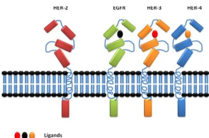 Figure 3: HER-2 is a member of 4 EGFR family of tyrosine kinase receptor; HER-2 has  no  known  ligand  while  the  other  EGFRs  have  their  specific  ligands  to  be activated