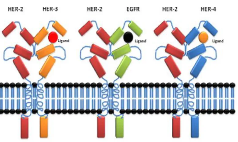 Figure  4: Activation  of  ErbB  receptors.  Activation  of  ErbB  receptors  requires homodimerization  or  heterodimerization  with  HER-2,  this  dimerization  process requires ligand binding to EGFR, ErbB3 and ErbB 4, on the other hand HER-2 does not r