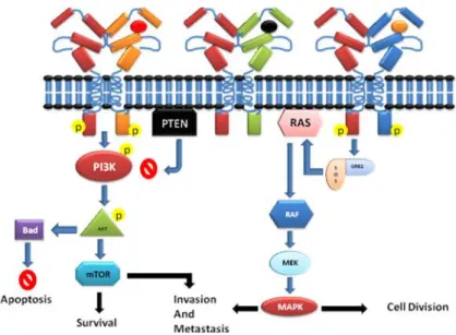 Figure  5: Signal  transduction  by  ErbB receptors. Activation  of  ErbB  receptors  by dimerization  induces  signal  transduction  through  two  major  pathways;  PIK3CA activation  leads  to  further  activation  of  downstream signaling involved  in  